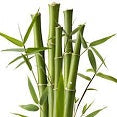 Bamboo Extract