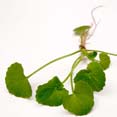 Brahmi