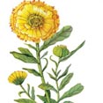 Calendula Extract