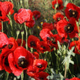 Corn Rose Extract