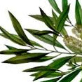 Tea Tree Extract